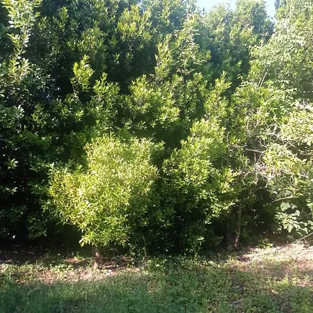 I Giardini Di Ailobran Narbolia