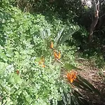 I Giardini Di Ailobran * Narbolia